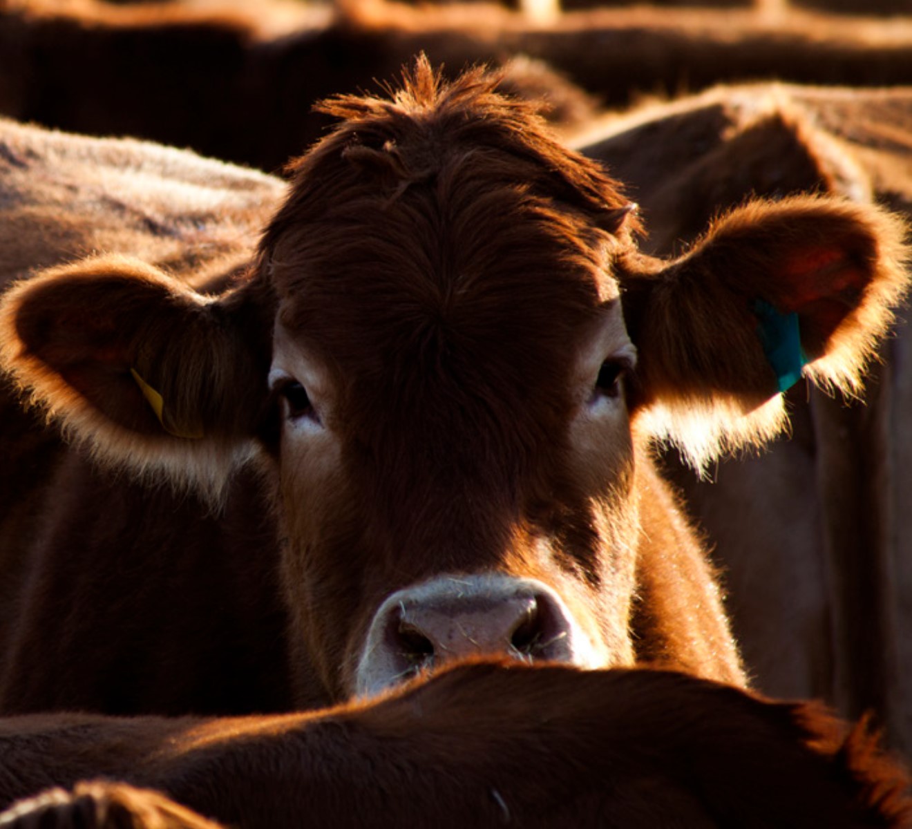 Picture of cattle standing in field