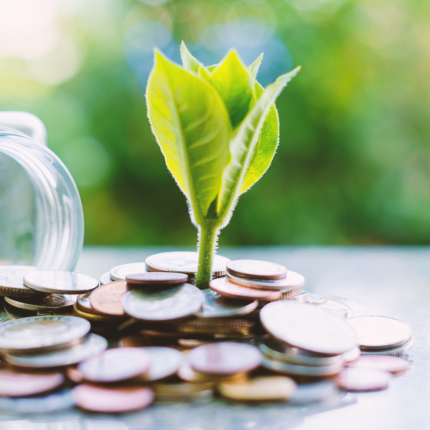 Plant growing on stacks of coins, symbolizing growth of wealth.